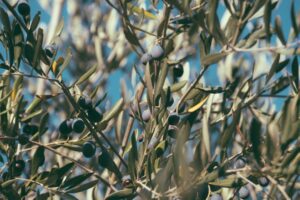 Read more about the article Polyphenols and Gut Health: Why Your Microbiome Loves Them