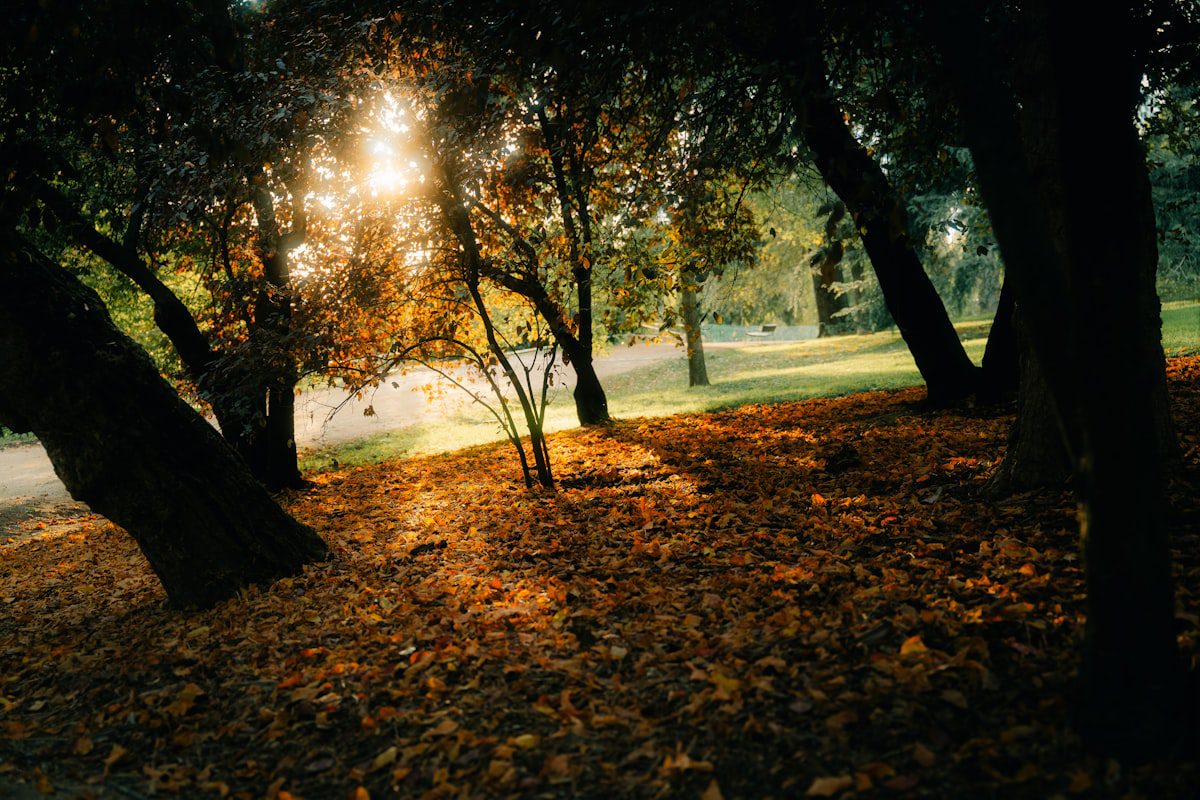 Read more about the article The Power of Nature: How Spending Time Outdoors Boosts Health