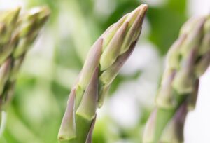 Read more about the article Prebiotic Foods: The Overlooked Half of Gut Health Nobody Talks About