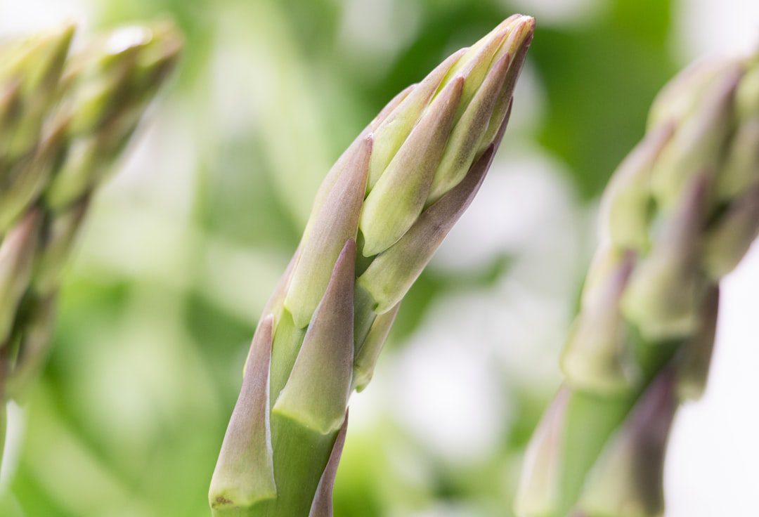 Read more about the article Prebiotic Foods: The Overlooked Half of Gut Health Nobody Talks About
